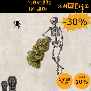 Amnesia SB